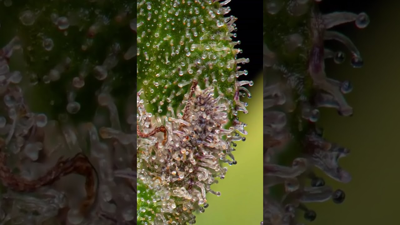 What Does Weed Look Like Under A Magnifying Glass?