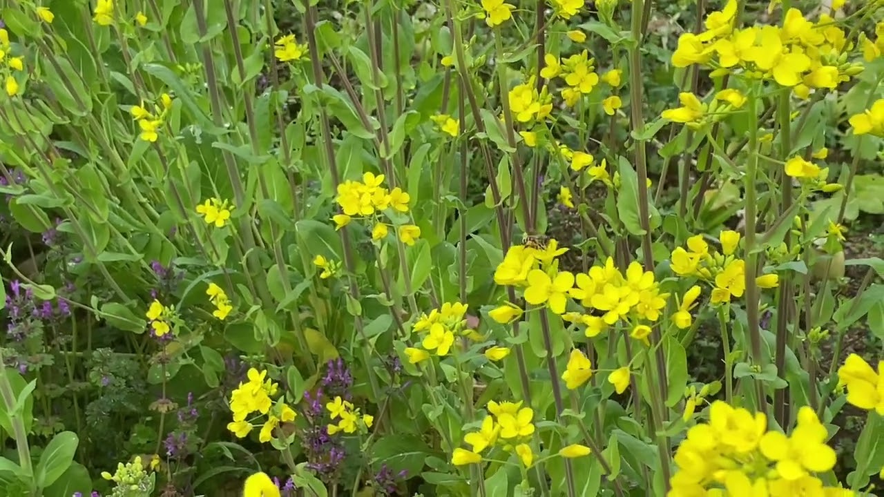 菜の花にミツバチ　