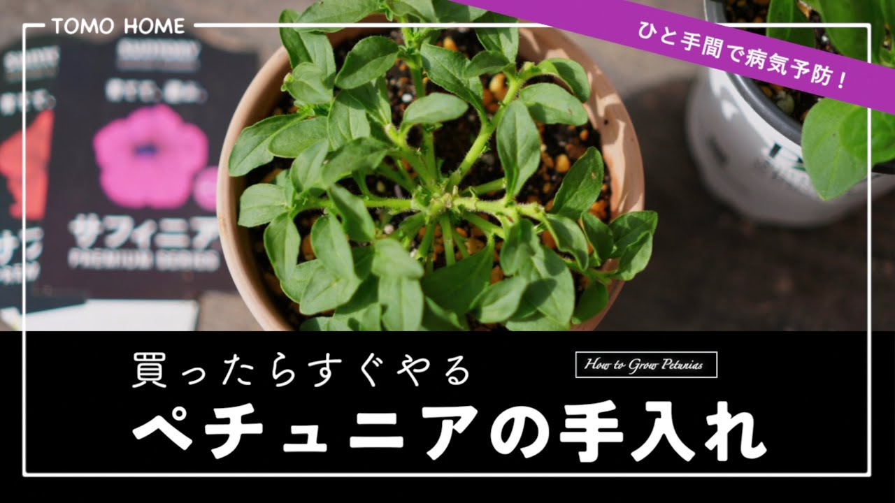 成長に差が出る！ペチュニアを買ったらやる3つのこと