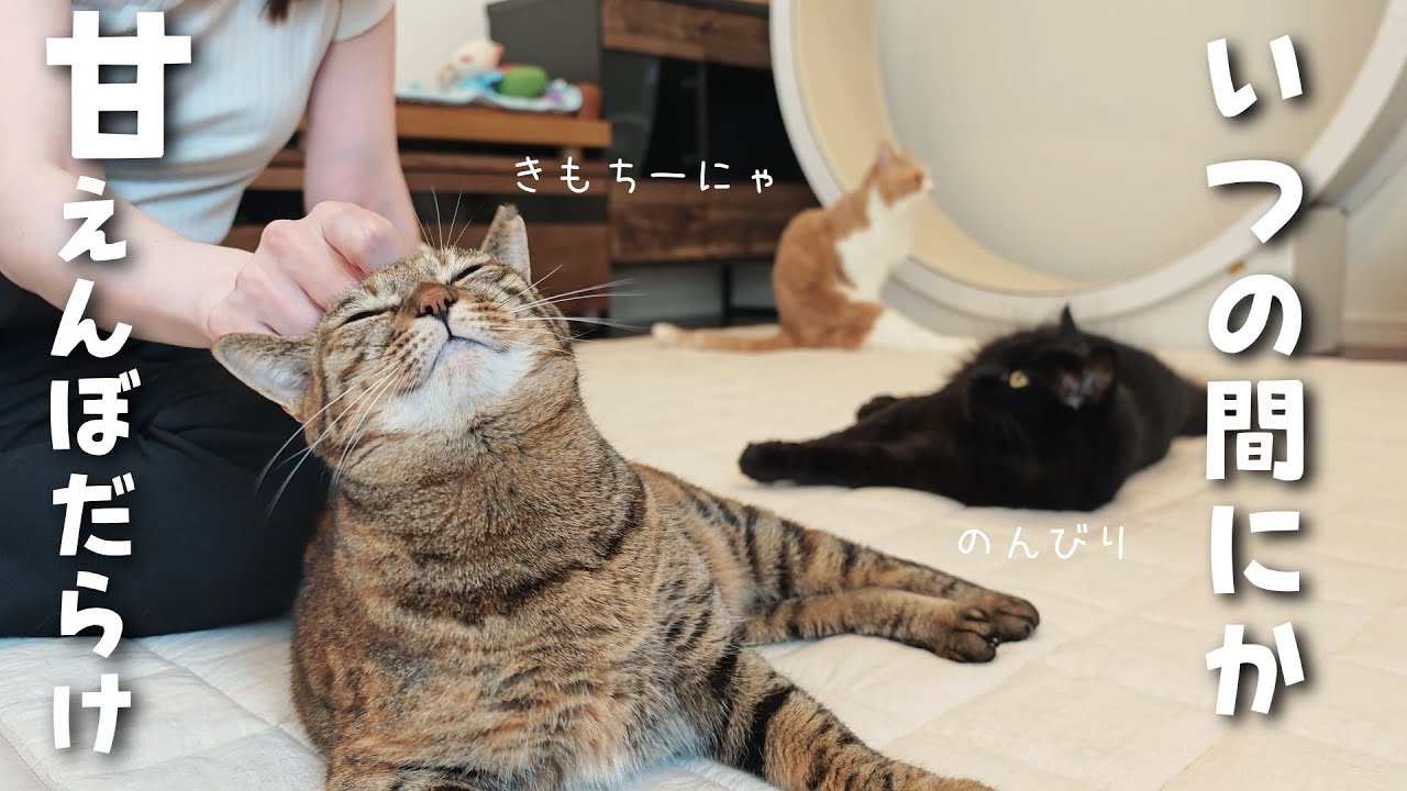 たくさん甘えるようになってくれたにゃんこ達との暮らしが楽しすぎる♪