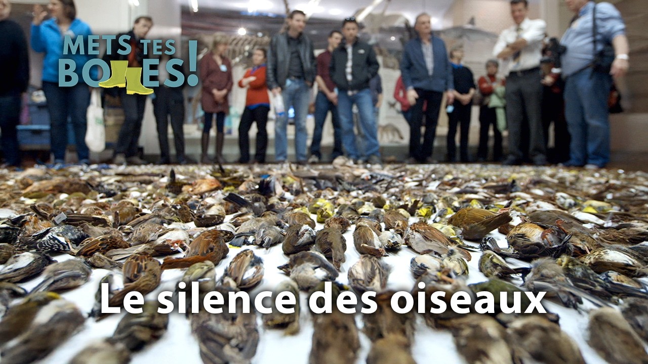 Pourquoi les oiseaux disparaissent de nos campagnes