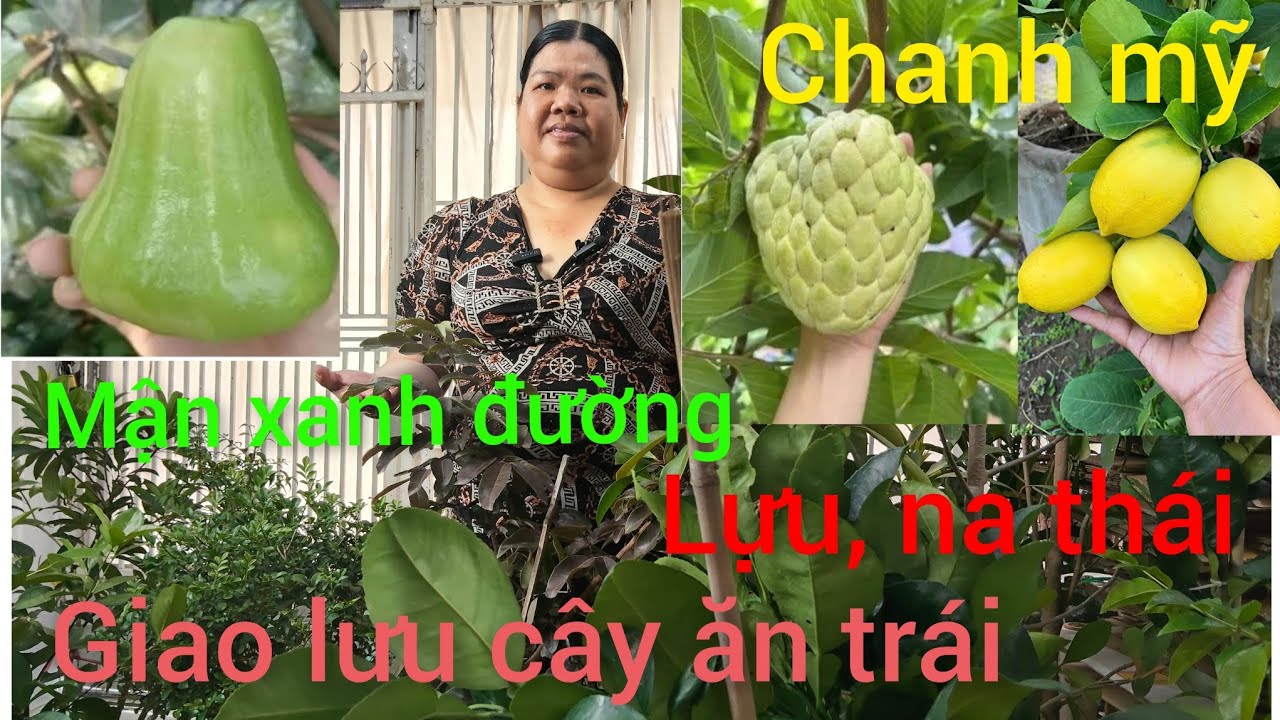 Hồng cây giống giá rẻ miền tây giao lưu cây ăn trái lekima, cây vúi,cam mỹ 