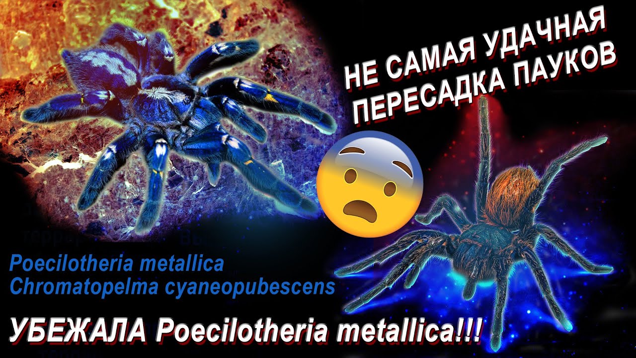 Как у меня убежал САМЫЙ ЯДОВИТЫЙ паук птицеед на планете Poecilotheria metallica! Пересадка пауков.