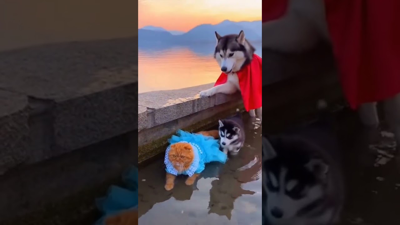 Bully Cat Instantly Regrets Hitting Puppy Watch This Epic Turnaround 