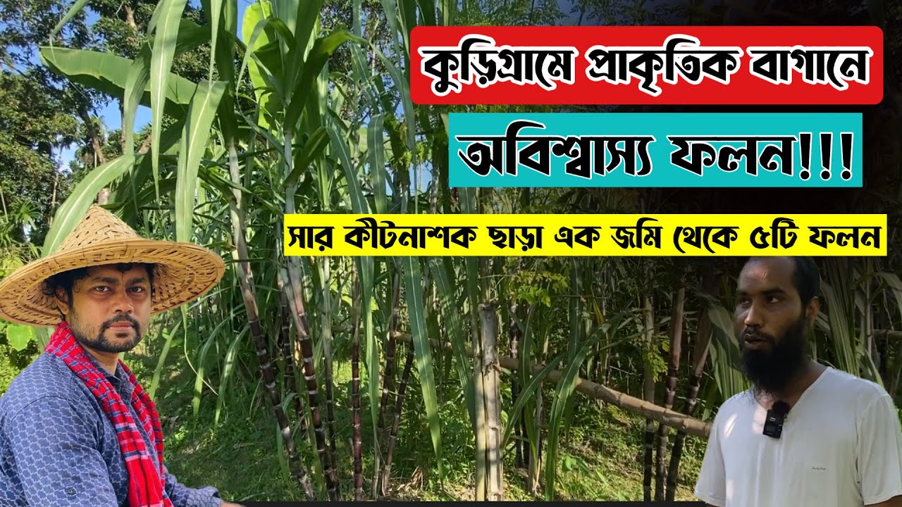 প্রাকৃতিক আখের ক্ষেতে অবিশ্বাস্য ফলন। একই বাগানে একসাথে ৫ টি ফসল ফলানো হচ্ছে।