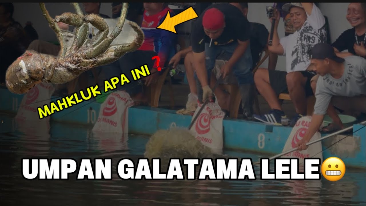 MANCING GALATAMA LELE DI SUMEDANG 🔥🔥