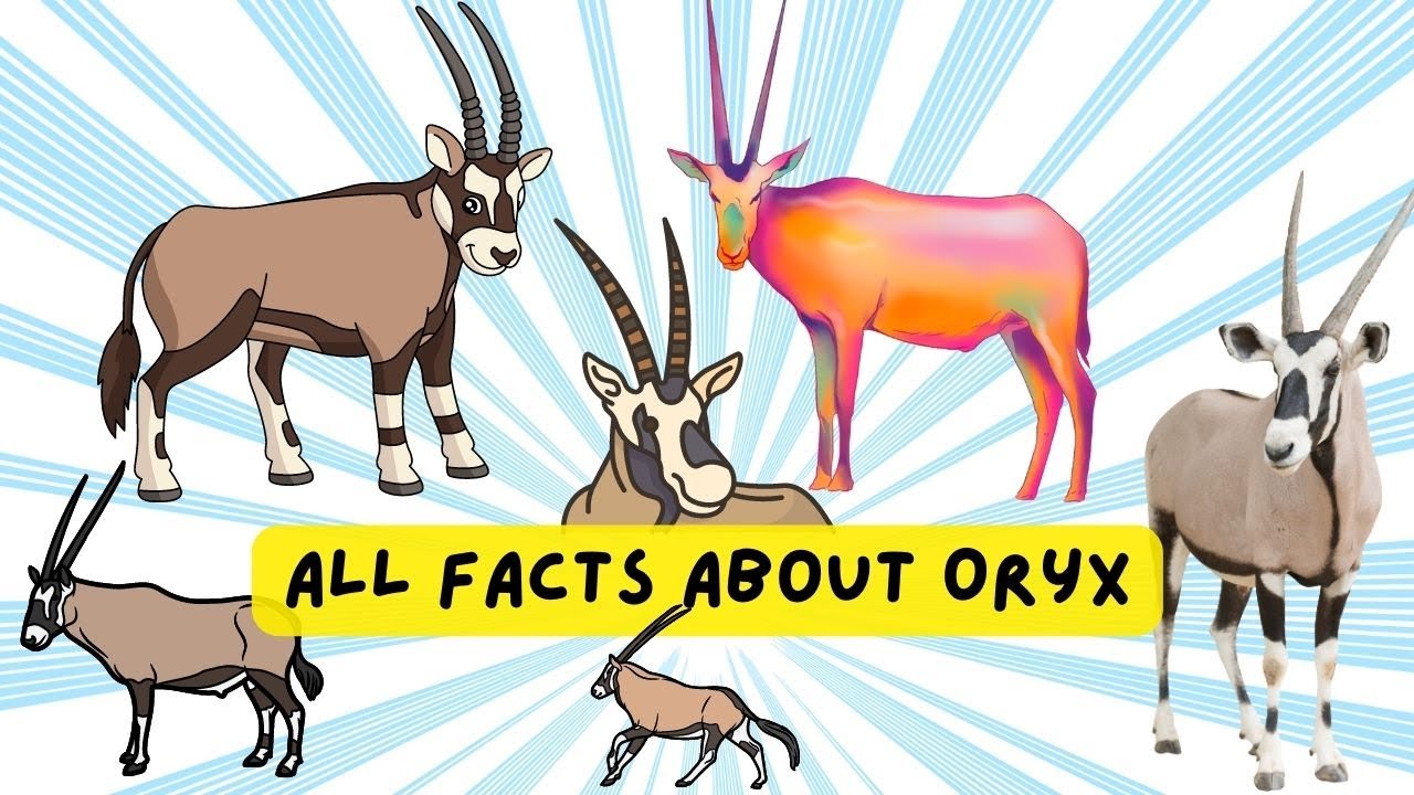 All Facts About Oryx