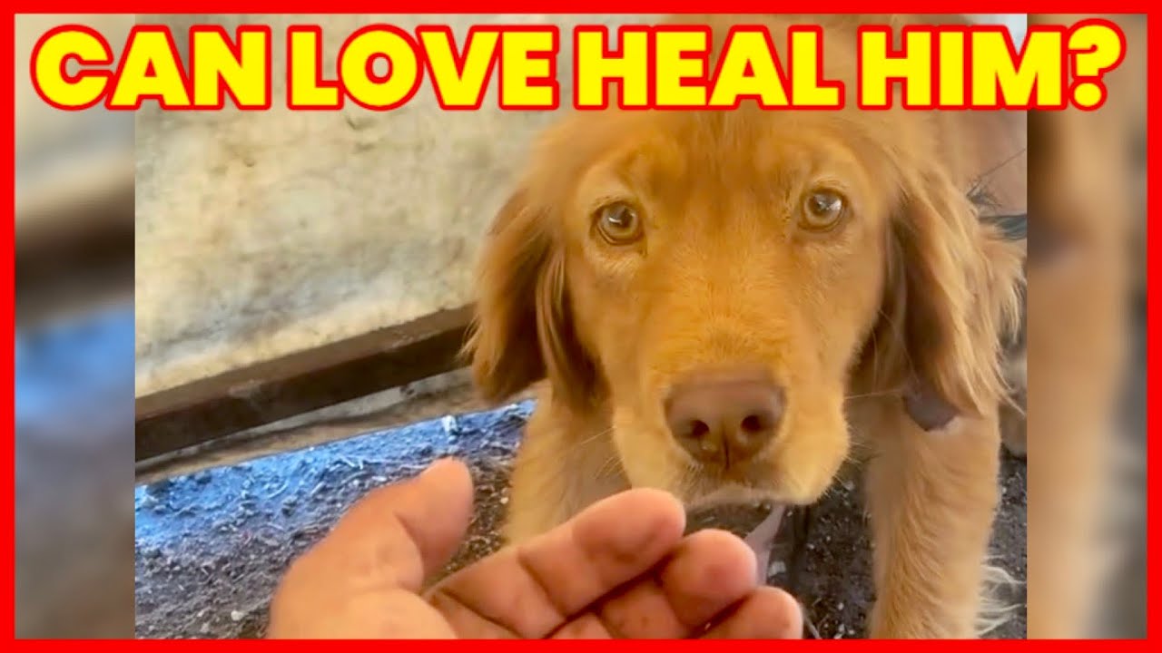 The Hopeful Rescue Story of an Abandoned Dog 🐾