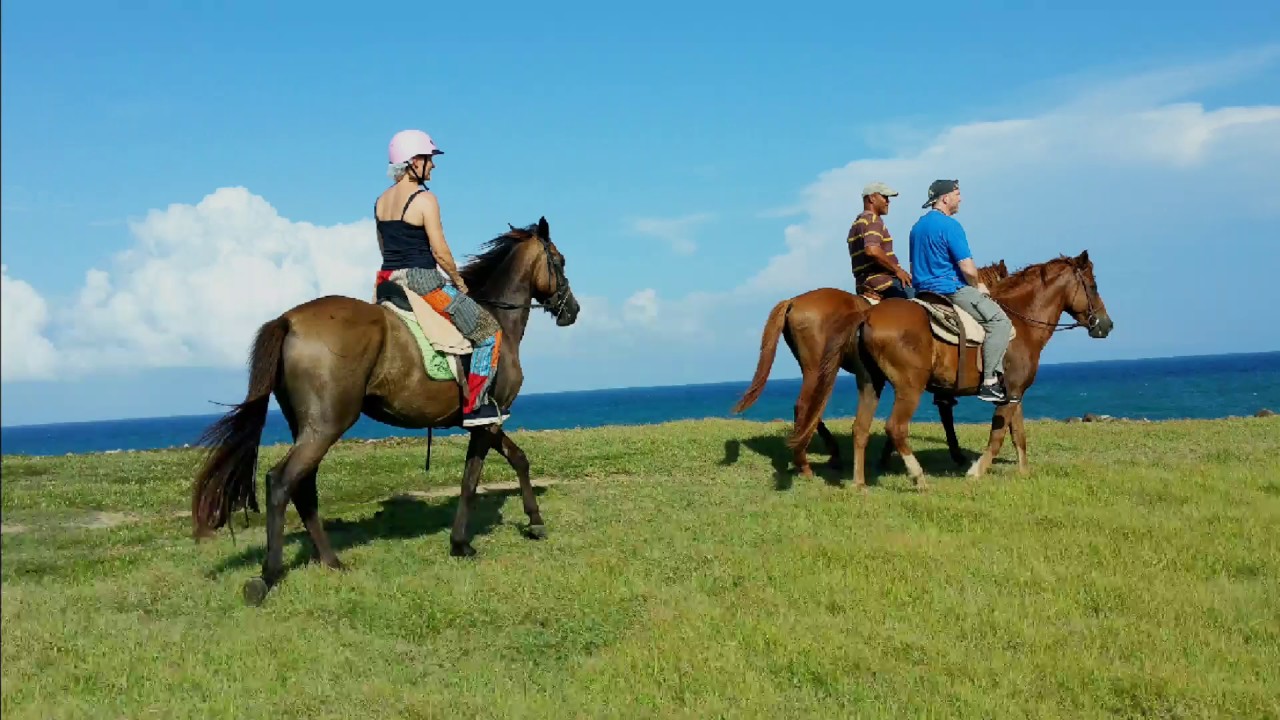 Swim with your horse in St.Lucia