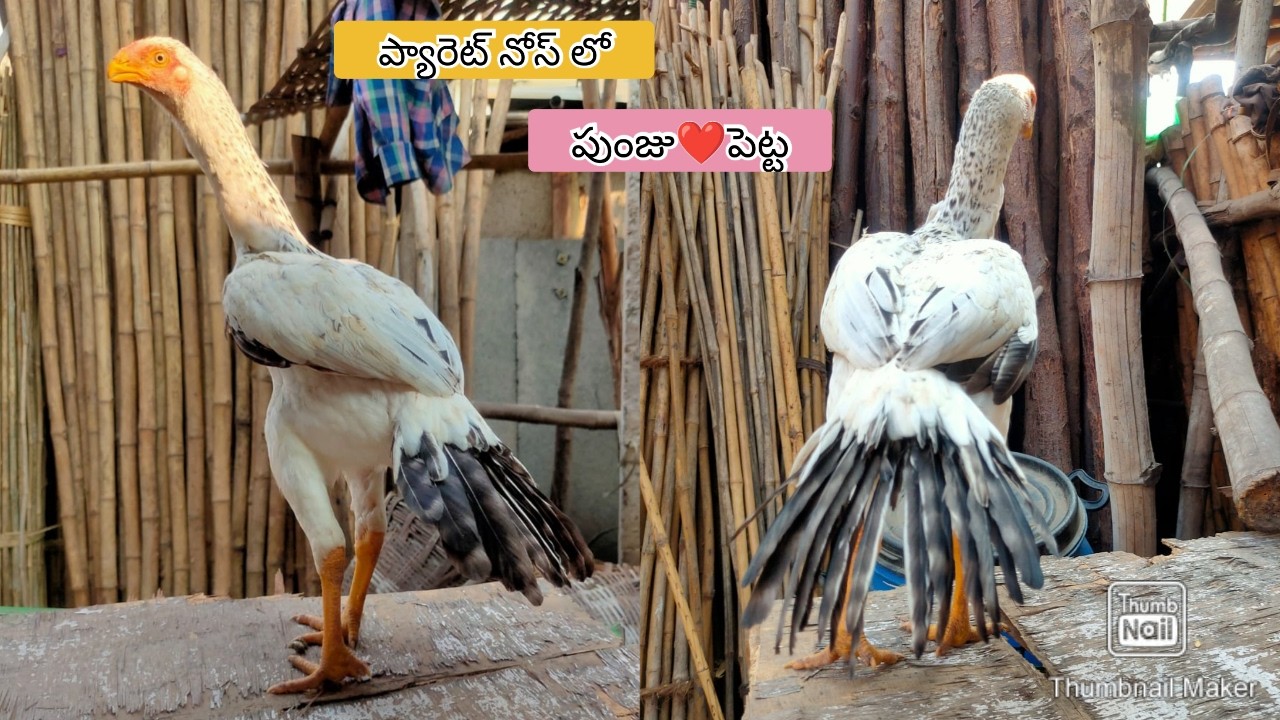 Parrot Beak Long Tail Hens | 8309240488 | Video 2749 | Rythu Market 2