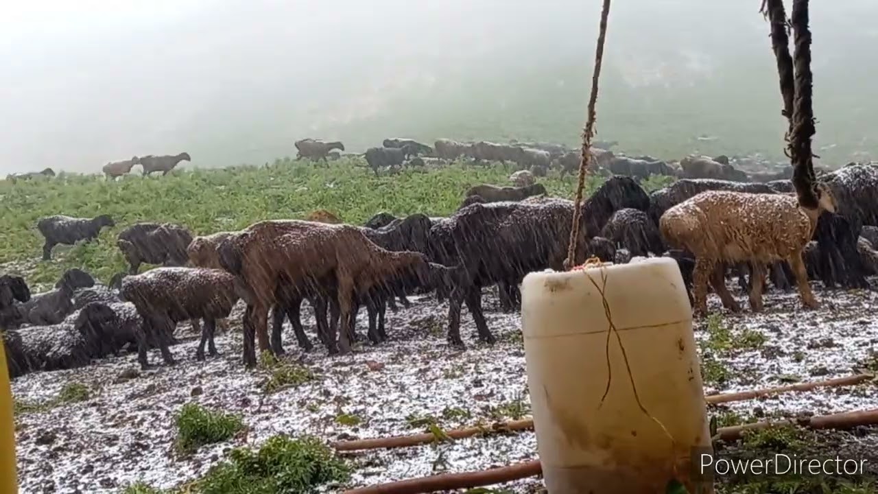 2022 г. айлоки чилдара нохияи  тавилдара сангвор гусфанди хасан жумаев