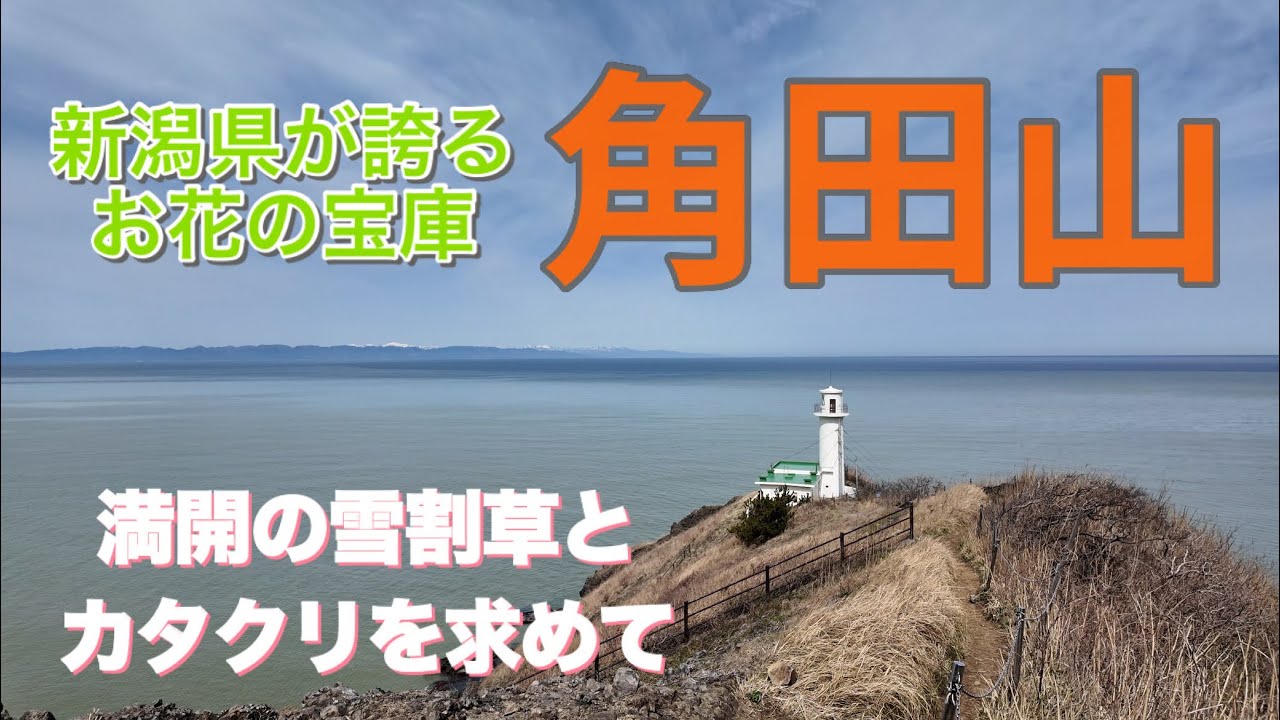 【角田山】雪割草とカタクリが咲き誇る、新潟市の名峰！海抜ゼロの登山口とは⁈角田浜で車中泊
