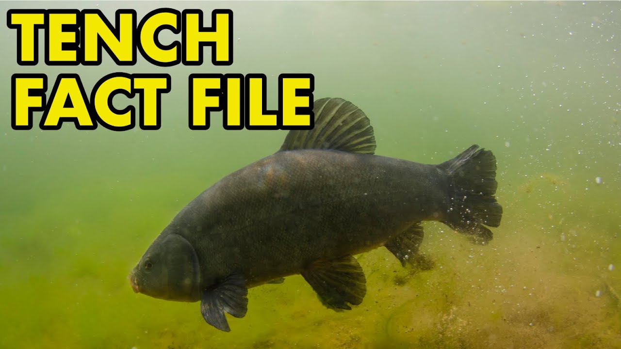Tench: Fact File (British Wildlife Facts)