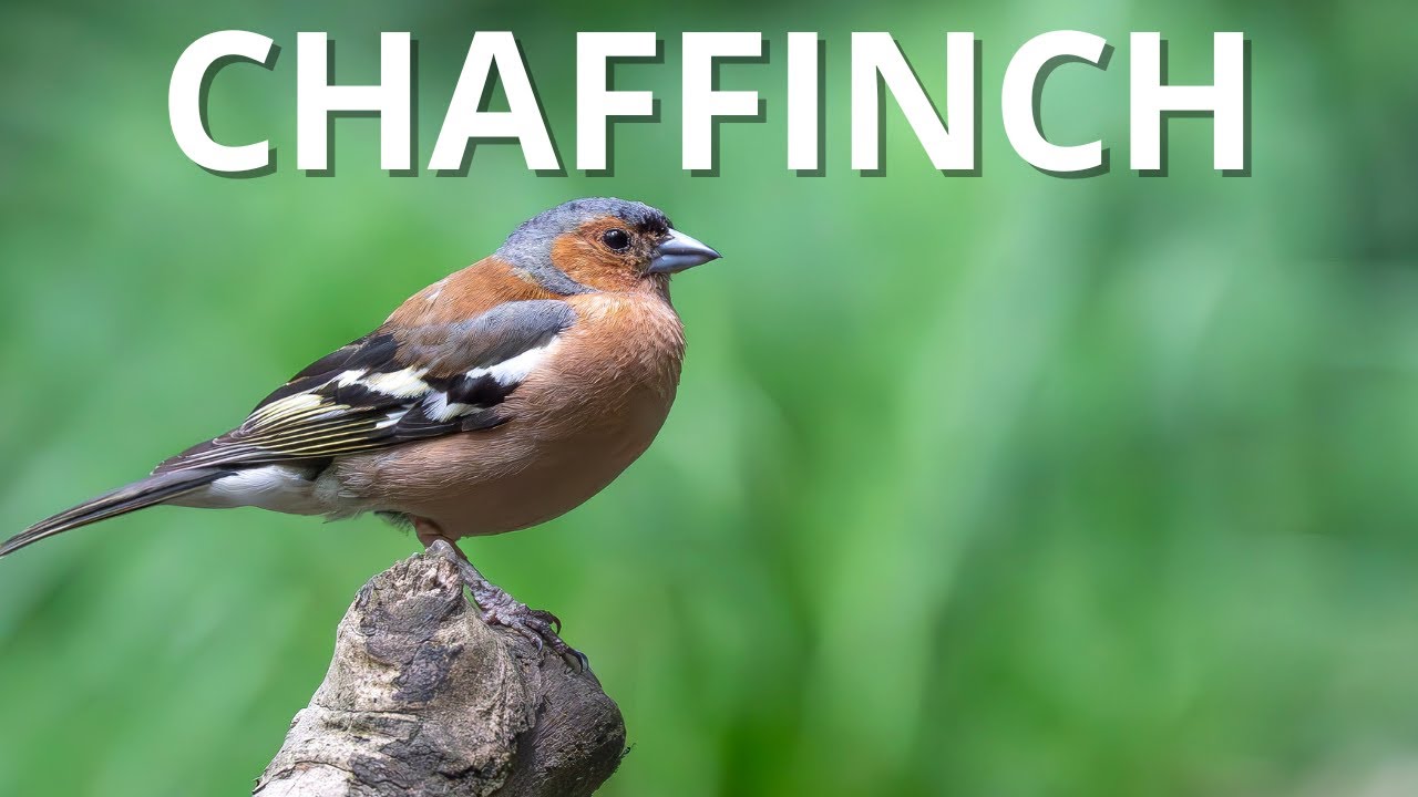 Chaffinch &ndash; Danish Birds in 3 Minutes | Vilde Danmark