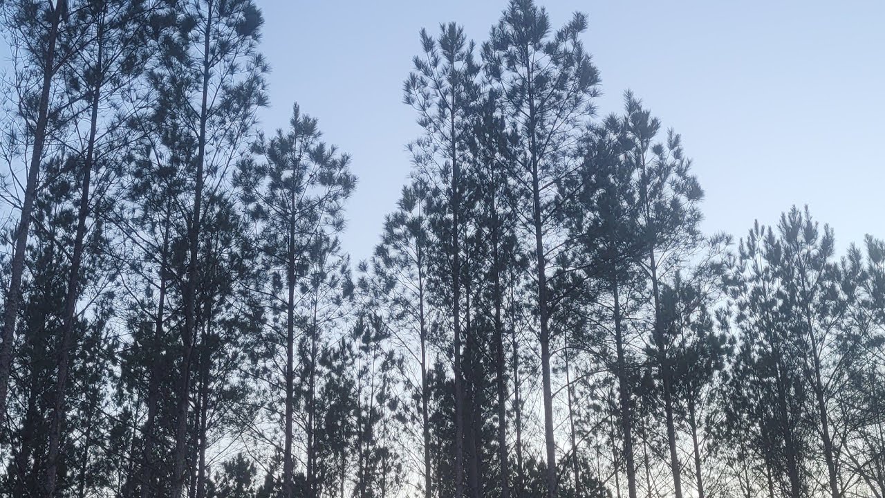 Golden Sunset Through the Trees 🌳 Live Nature & Evening Calm