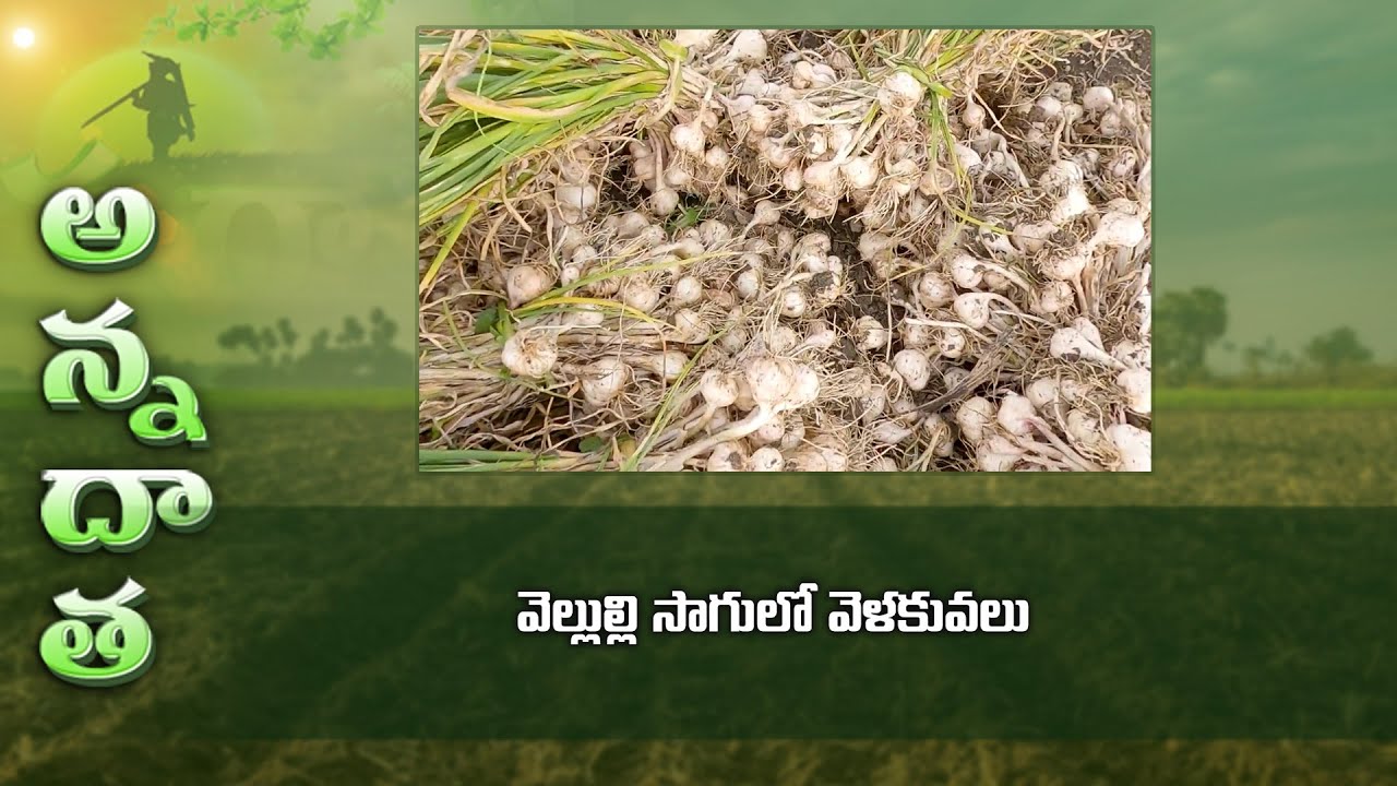 Tips for Garlic farming | ETV