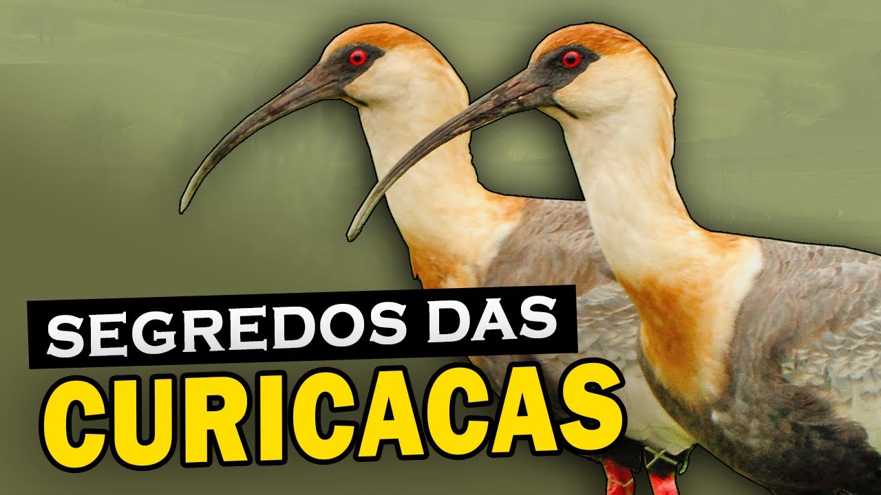 CURICACA: Curiosidades e comportamentos dessa ave de bico comprido 