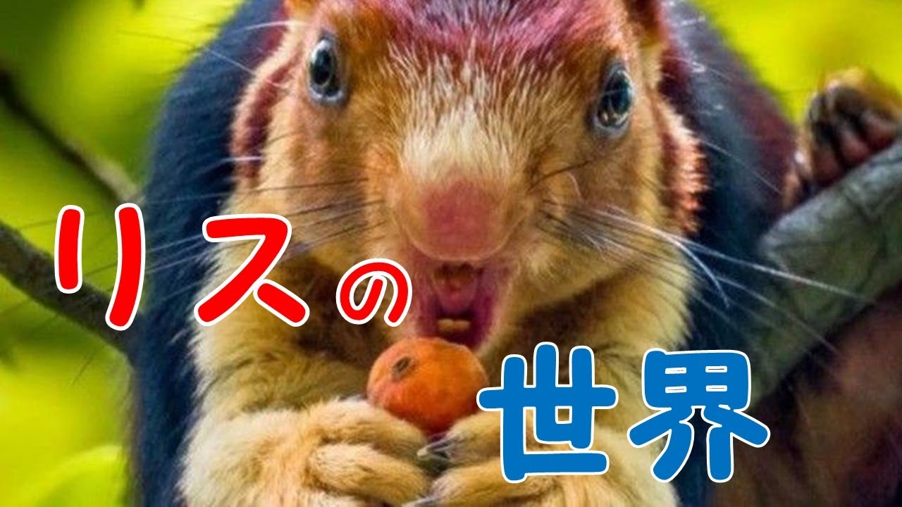 【地球ドラマチック　リスの世界に大接近」よりまとめてみた【生き物・動物トリビア・雑学】