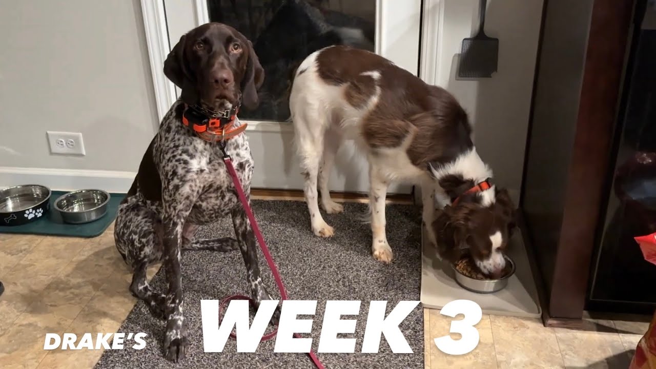Drake's Week 3 of Board & Train - Started Conditioning the e-collar