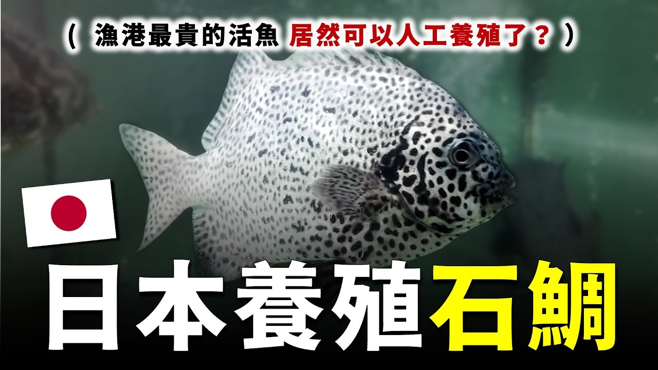 台灣漁港最昂貴的活魚，就是「石鯛」，居然也可以人工養殖了嗎？f.t @shinherfa700