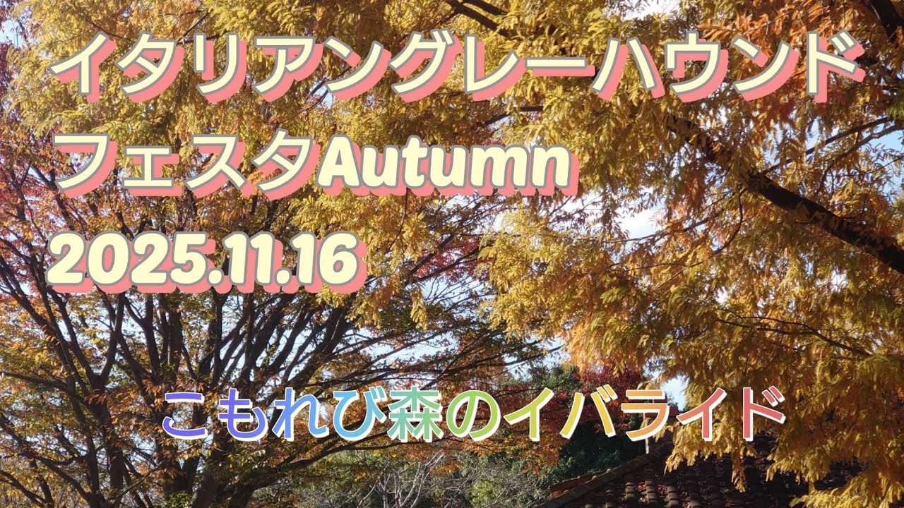 【2025年】イタリアングレーハウンドフェスタAutumnに行ってきました【こもれび森のイバライド】