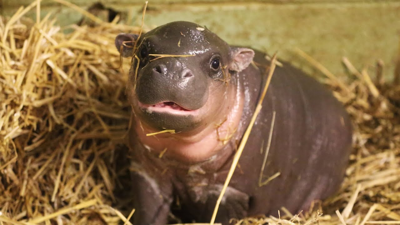 ZOO/Safari Dvůr Králové 2021 4k