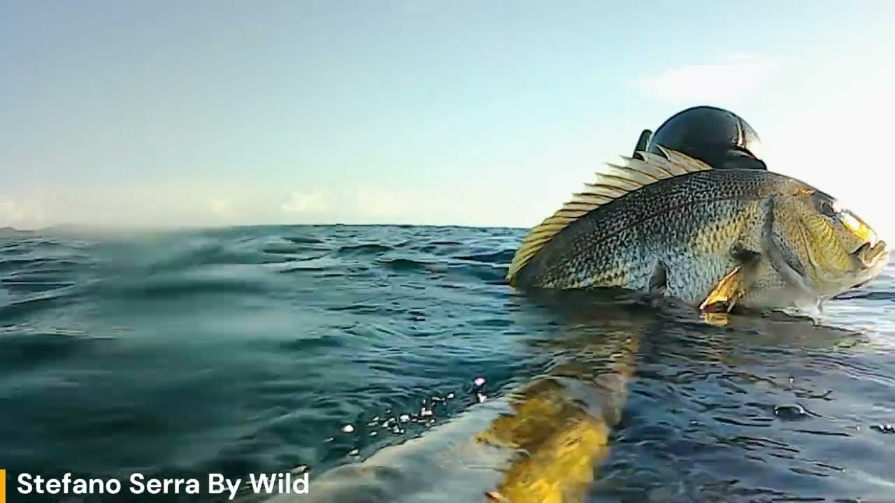 DENTICE NELLO SCIROCCO...PESCA IN APNEA