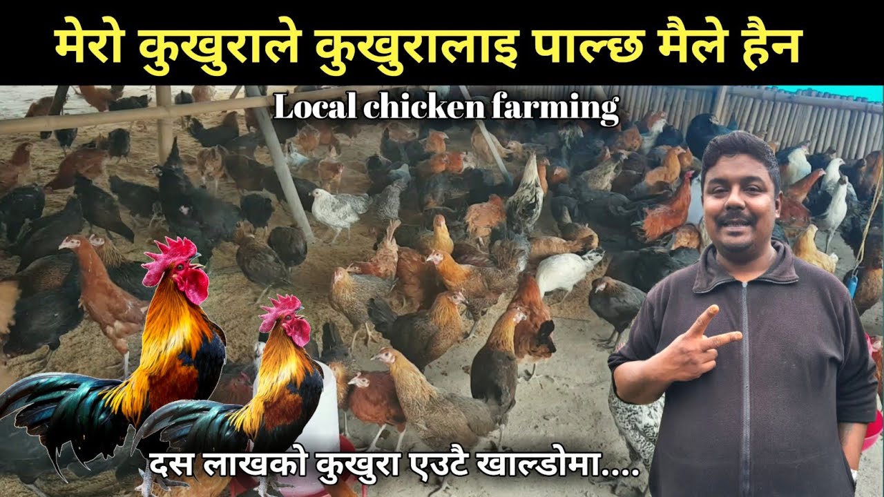 मेरो कुखुराले कुखुरालाई पाल्छ मैले हैन,दश लाखको कुखुरा एउटै खाल्डोमा - lLocal kukhura palan tarika