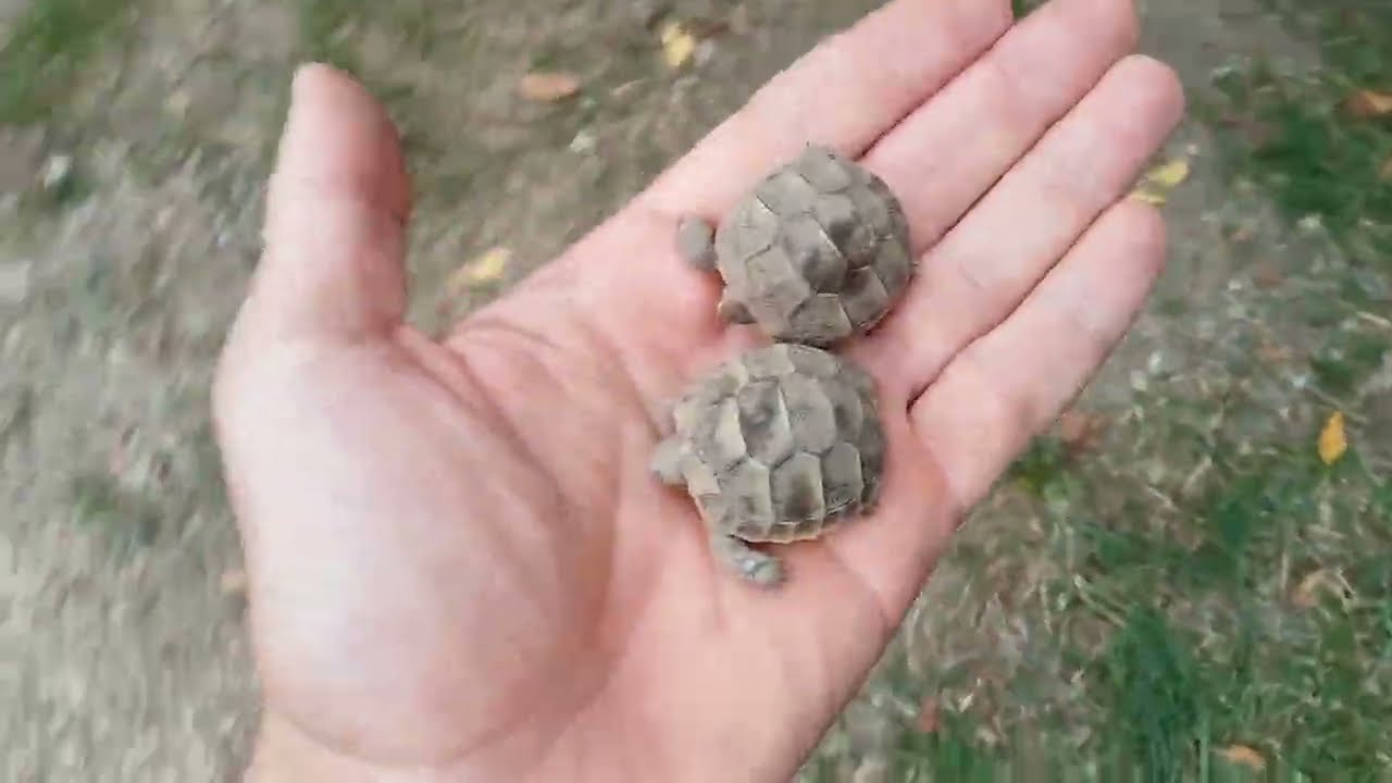 Il genio💡 per scoprire se sono nate delle tartarughe e dove esattamente!🐣🐢