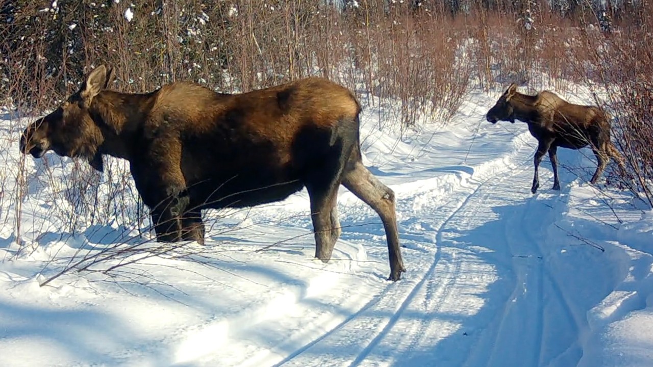 Alaska Trail Cam February 20, 2026
