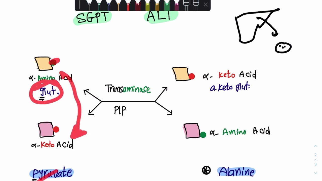 (ALT &AST  or SGPT &SGOT )Transamination