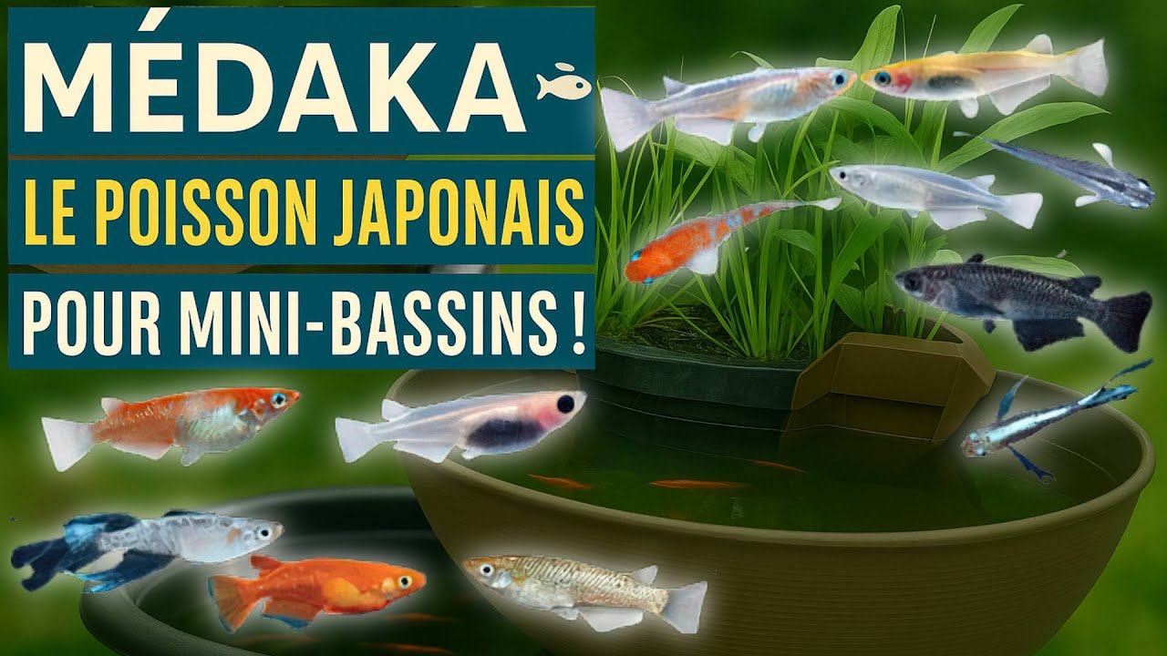 Médaka Oryzias latipes  le poisson japonais idéal pour mini bassins de jardin