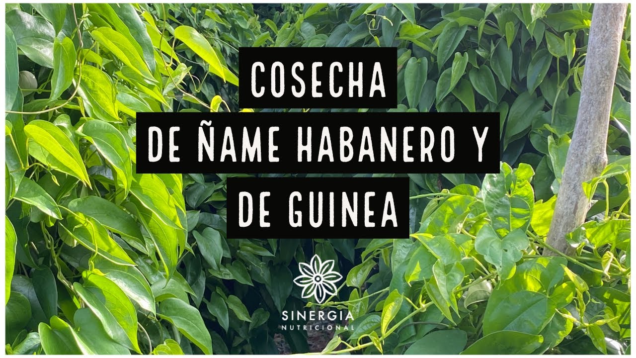 Cosechando ñames habaneros y de guinea