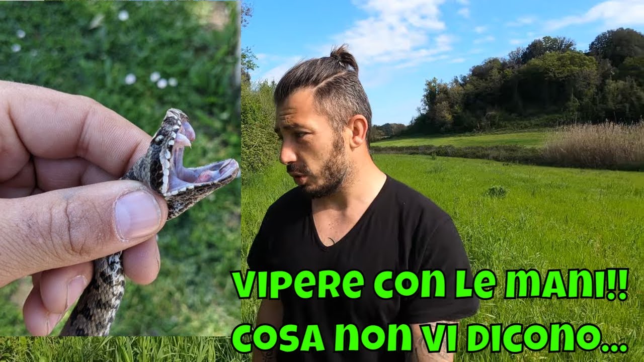 Maneggiare VIPERE con le MANI!!! | Quello che non vi dicono...