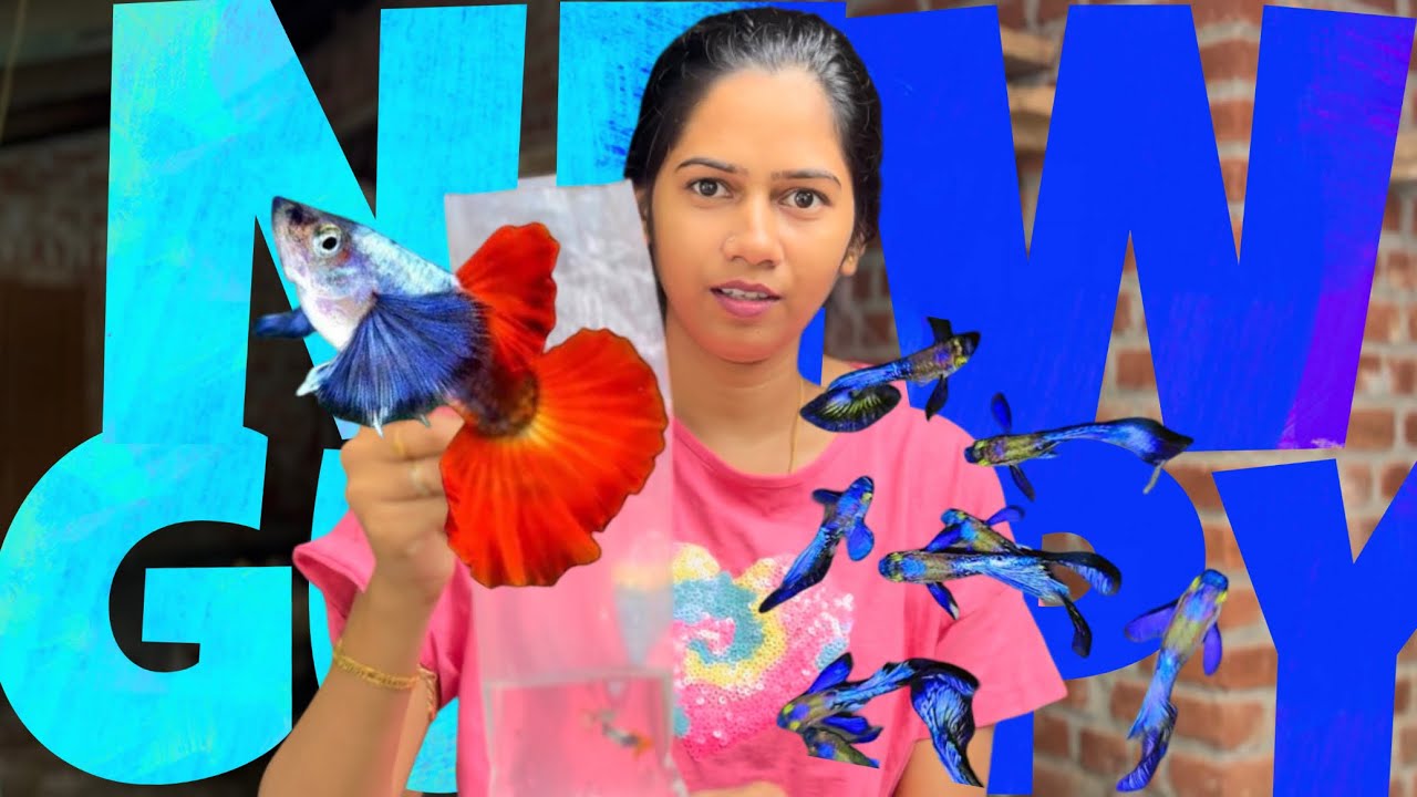 Guppy farming | guppy kerala | New guppy fish | 