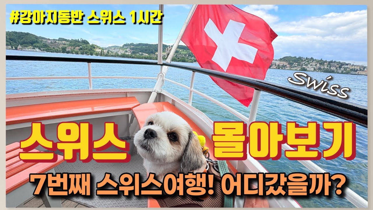 [애견동반 스위스여행 1시간 몰아보기] 강아지 유럽여행 Swiss, 여자혼자 반려견동반 스위스 한달살기, 스위스 하이킹코스 추천, 스위스 비오는날 가볼만한곳