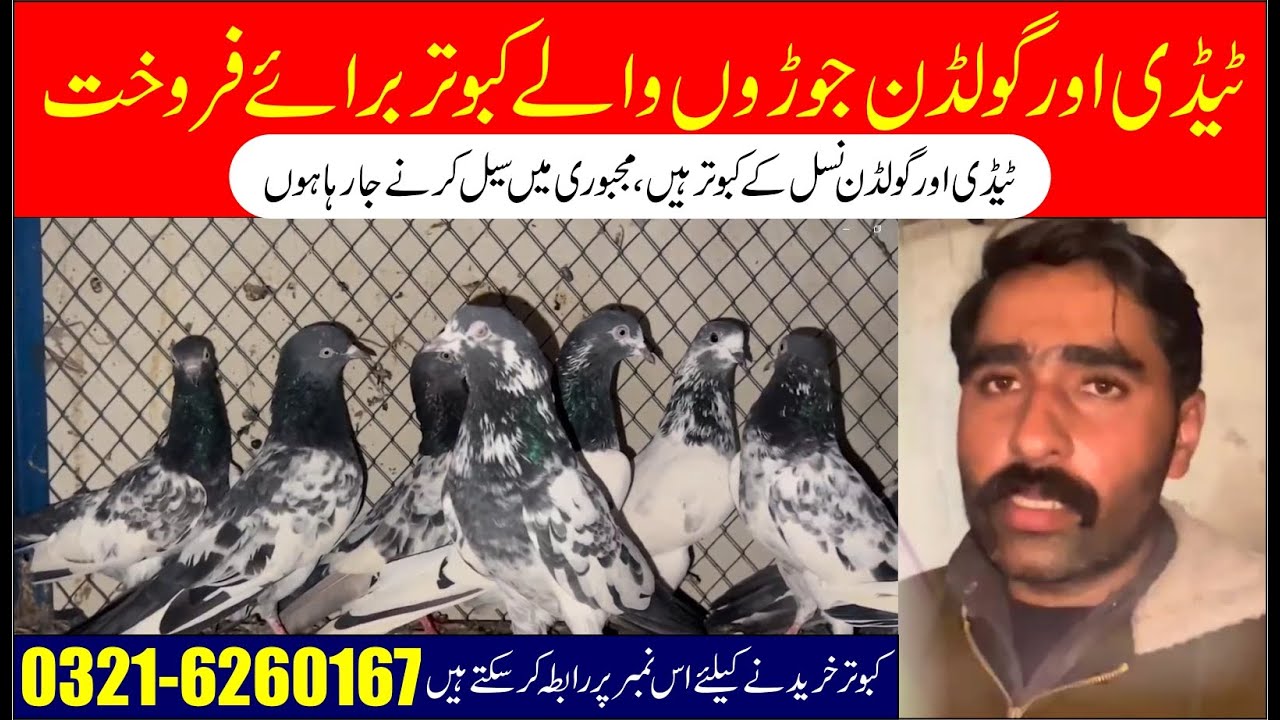 pigeons for sale