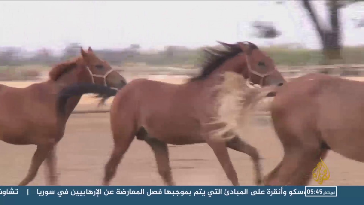 مركز سيدي ثابت لتجويد الخيول بتونس