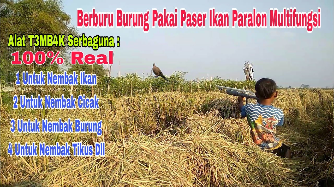 Berburu Burung Tekukur Dan Emprit Pakai Paser Ikan Paralon  Sp 3/4 Serbaguna
