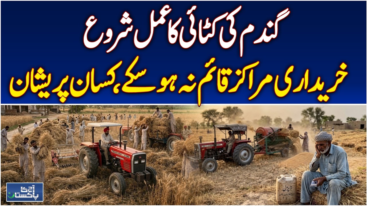 Farmers worried as wheat harvest begins without procurement centers - Aaj Pakistan News
