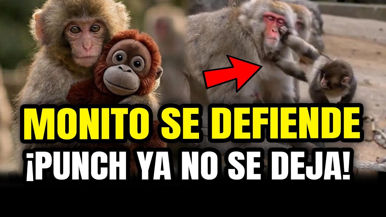PUNCH EL MONITO APRENDIÓ a DEFENDERSE de los GRANDES ¡ES UN VALIENTE!