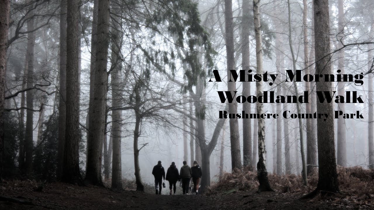 A Misty Morning Woodland Walk In Rushmere Country Park