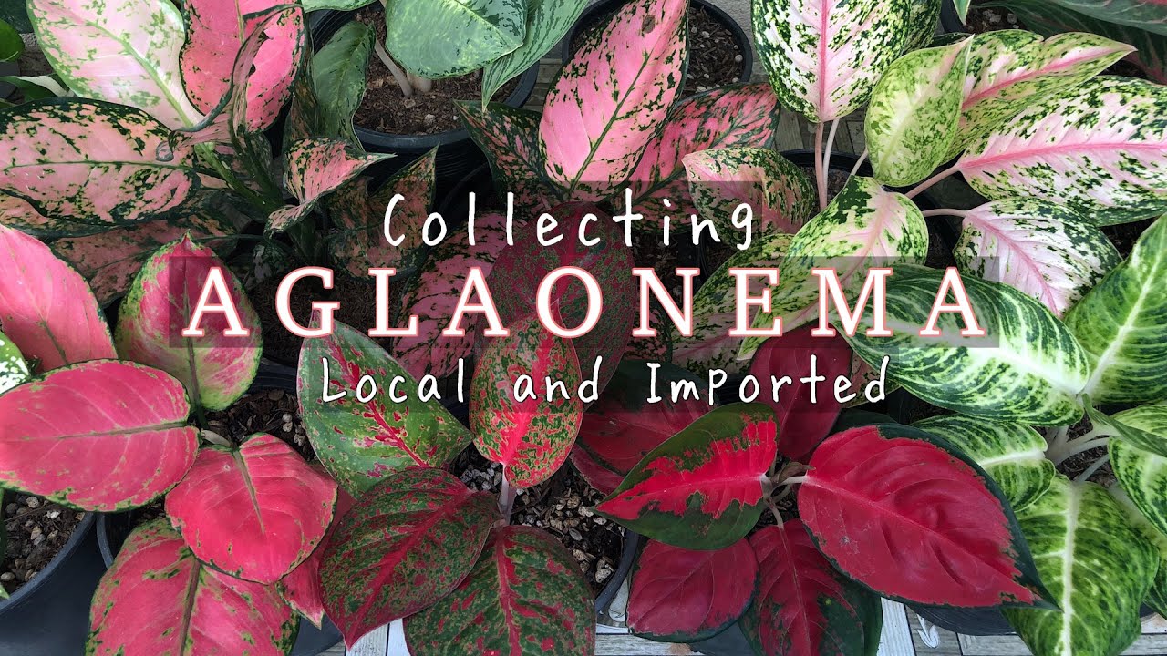 Additional Plants to my Aglaonema Collection