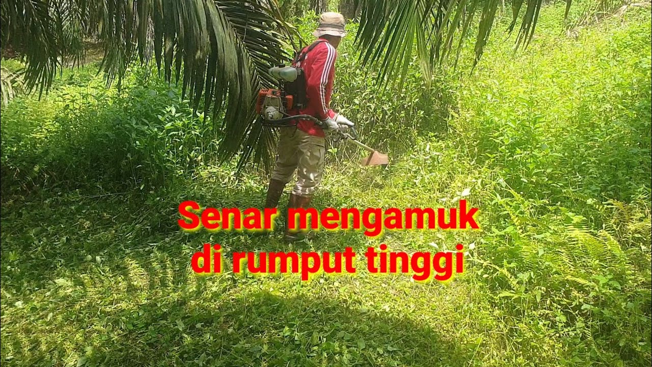 Babat rumput tinggi dan tebal pakai senar