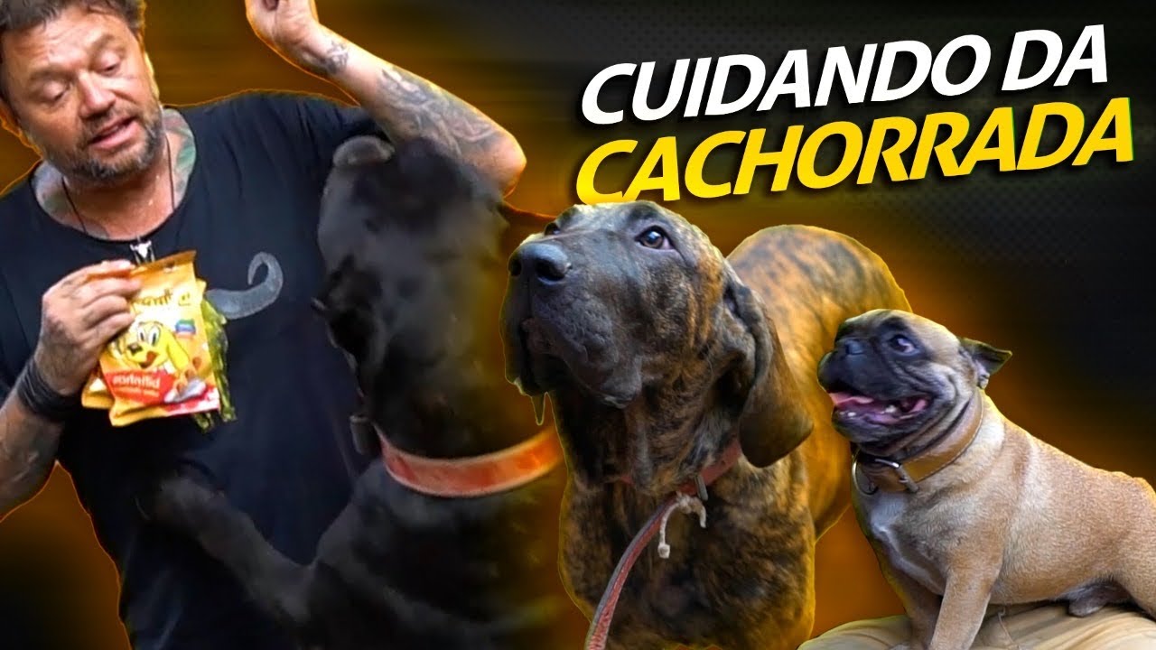 CUIDANDO DA CACHORRADA DA CASA! | A CASA DOS BICHOS