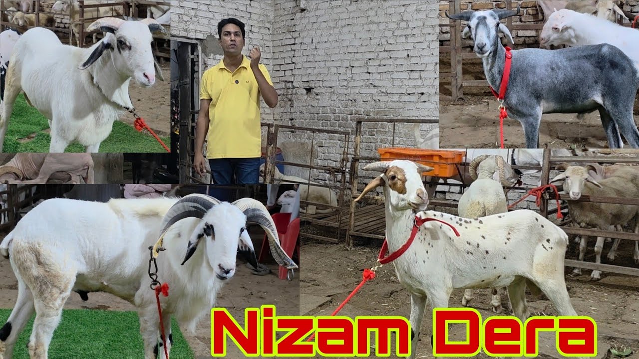 Ataa Maaji Satakli | Colour Aur Nasal Ke Badshah | Nizam Dera Bhiwandi | Aise Mende Kahi Nahi Milege