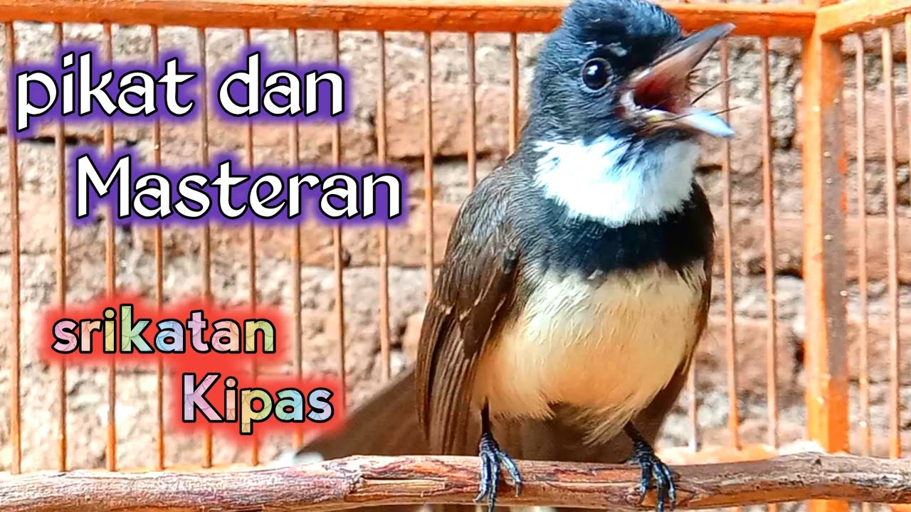 suara pikat dan masteran khas srikatan kipas ngeroll keras tajam