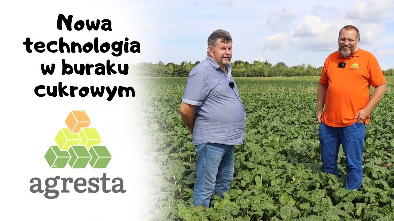 Nowa technologia w buraku cukrowym #nawożenie #fosfor #dokarmianie