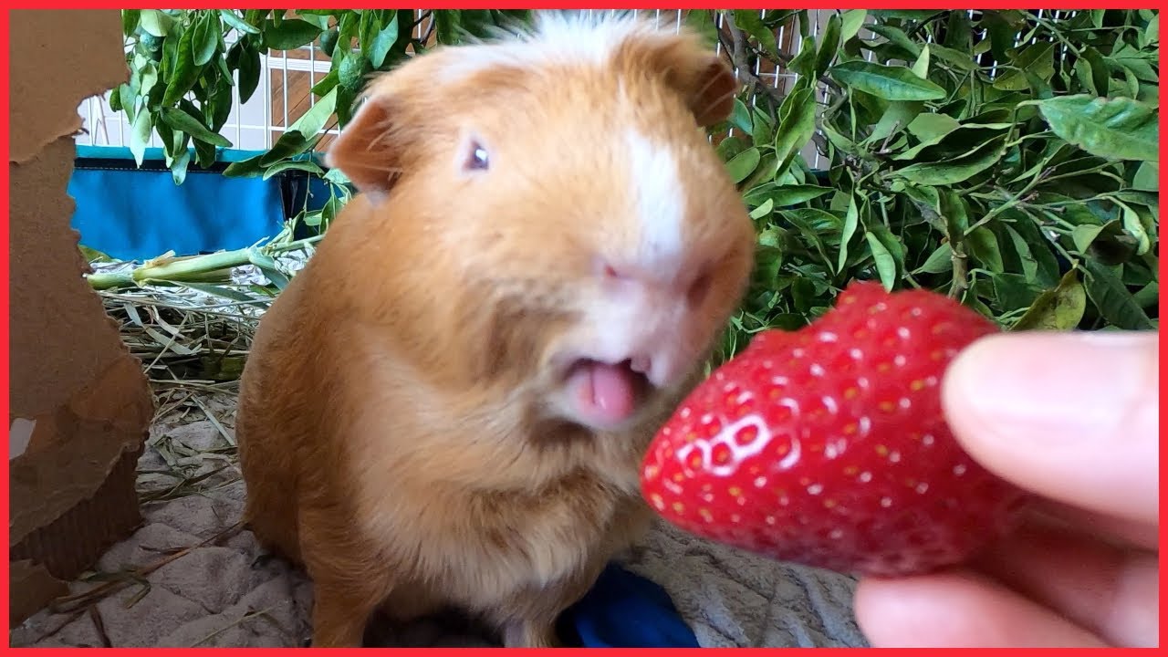 Do guinea pigs like strawberries? 🍓