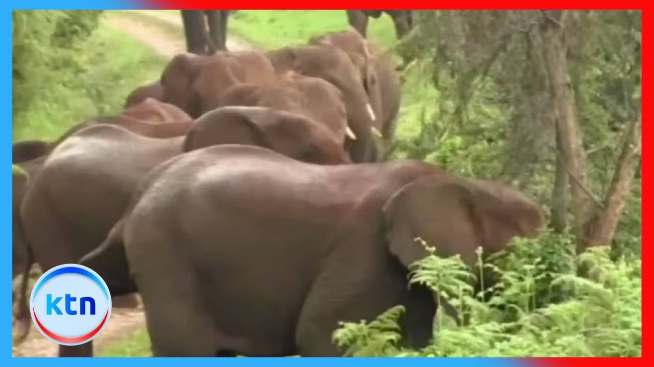 Environmental groups warn of rising encroachment on Kenya&rsquo;s forests and protected parks